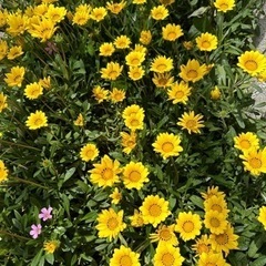 ガザニア　　　植物　
宿根草の画像