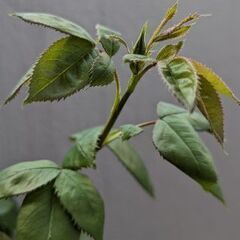 薔薇の苗　ミステリューズの画像