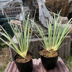 セキショウ班入り オマケメダカ 
越冬 水生植物 水草  の画像