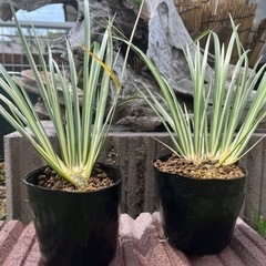 セキショウ班入り オマケメダカ 
越冬 水生植物 水草  の画像