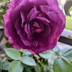 薔薇の苗　ミステリューズの画像