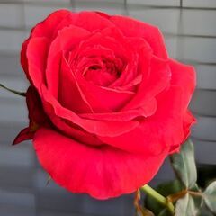 切り花品種の薔薇　KN30-64の画像