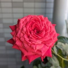 切り花品種の薔薇　KN30-64の画像