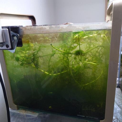 稼働中水槽② 生体込み