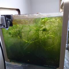 稼働中水槽② 生体込み