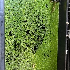アオウキクサ　浮草　大量