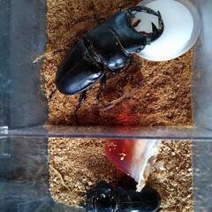 カナディアンワールド昆虫館展示即売会 ゴールデンウイーク期間 - 芦別市