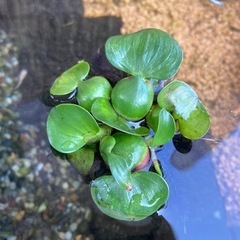 姫ホテイアオイ 1株