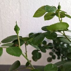 薔薇　大苗　レオナルド・ダ・ヴィンチの画像