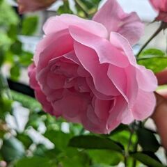 薔薇　大苗　レオナルド・ダ・ヴィンチの画像