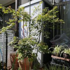 生活雑貨 家庭用品 ガーデニング
