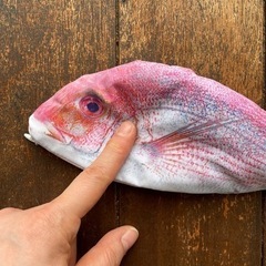 お魚ペンケースの画像