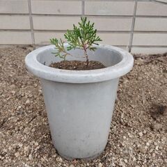 可愛いレイランディーの鉢植え