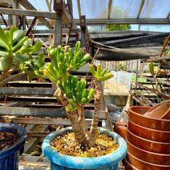 ゴーラム宇宙の木の画像