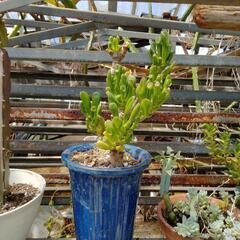 ゴーラム宇宙の木の画像