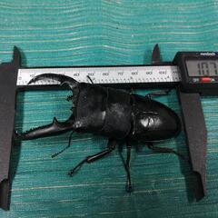 パラワンオオヒラタクワガタ ペア  ♂107mm  ♀51.4mmの画像