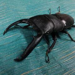 パラワンオオヒラタクワガタ ペア  ♂107mm  ♀51.4mmの画像