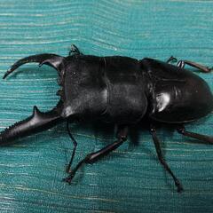 パラワンオオヒラタクワガタ ペア  ♂107mm  ♀51.4mmの画像