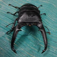 パラワンオオヒラタクワガタ ペア  ♂107mm  ♀51.4mmの画像