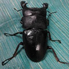パラワンオオヒラタクワガタ ペア  ♂107mm  ♀51.4mmの画像