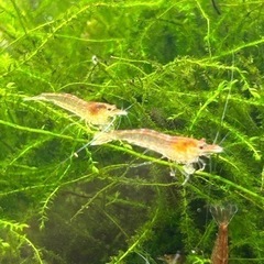 ミナミヌマエビ(赤系) 30匹の画像