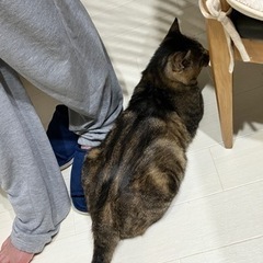 アメショー柄のキジトラうらら − 東京都