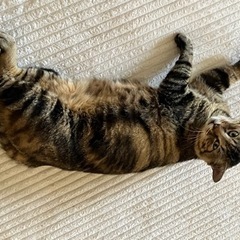 アメショー柄のキジトラうらら - 猫