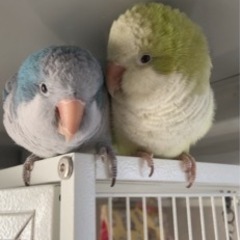 里親様募集（オキナインコ雛）有償【決まりました！】