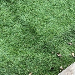 人工芝　余剰分の画像