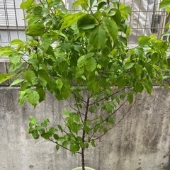 南高梅　苗木の画像