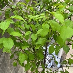 南高梅　苗木の画像