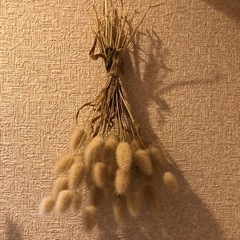 ラグラス　バニーテール　穂の画像