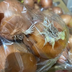受け渡し者【決定】①北海道産玉ねぎ12個（訳あり品）無料！の画像