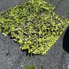 ベランダ目隠し用グリーン 　
1.5m×1mぐらいのものが4面分...