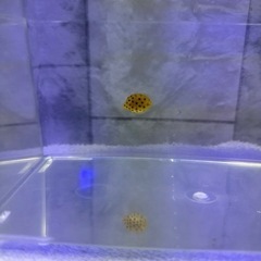 海水魚#39