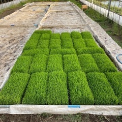 稲苗　　苗箱　お米　田植え