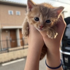 大至急‼️子猫を飼っていただける方🙇‍♀️