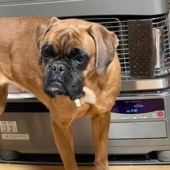 ボクサー犬　メス　2歳