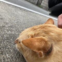 臆病・でも人好き😸撫ぜられるがままのノラ茶トラ♂数ヶ月〜１歳くらい？ - 岩出市