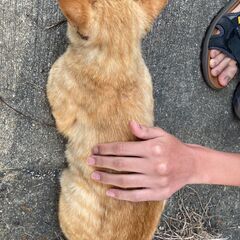 臆病・でも人好き😸撫ぜられるがままのノラ茶トラ♂数ヶ月〜１歳くらい？ - 猫