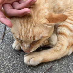 臆病・でも人好き😸撫ぜられるがままのノラ茶トラ♂数ヶ月〜１歳くらい？ − 和歌山県