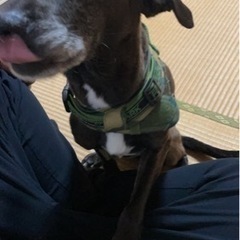 迷い犬