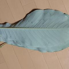 ほうばの葉　朴葉味噌焼き、朴葉すしにどうぞ　の画像