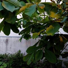 ほうばの葉　朴葉味噌焼き、朴葉すしにどうぞ　の画像