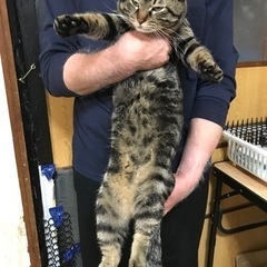 キジトラ