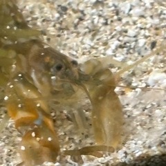 海水　シュリンプの画像