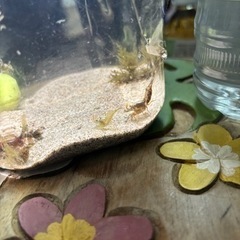 海水　シュリンプの画像