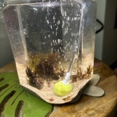 海水　シュリンプ