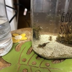 海水　シュリンプの画像