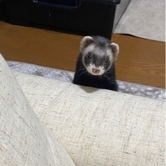 フェレット引き取ってくれる方お願いします